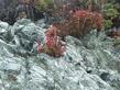 Coast Dudleya, Sand-lettuce and Sea Lettuce on a Serpentine Bluff - grid24_24