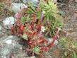 Coast Dudleya, Sand-lettuce and Sea Lettuce with Oeanothera hookerii - grid24_24