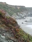 Coast Dudleya, Sand-lettuce and Sea Lettuce on a coastal bluff in southern Big Sur - grid24_24