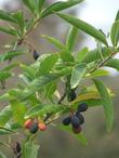 Osos berry on the Big Sur Coast