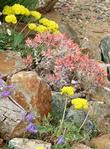 Dudleya cymosa