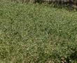 Lotus purshianus, Spanish Clover