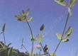 Lotus purshianus, Spanish Clover, old photo 