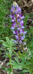 Lupinus succulentus, Arroyo Lupine flower  - grid24_24