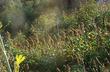 Laurel Sumac, Malosma is native in Los Angels and south to San Diego. This was a slope in North San Diego. - grid24_24