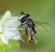 Phacelia imbricata with fly - grid24_24