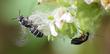Phacelia imbricata with a bee and beetle
