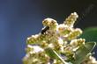 Rhus opvata, Sugsar Bush flower with bee on it.