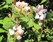 Arctostaphylos cruzensis flowers - grid24_24