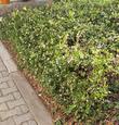 Arctostaphylos cruzensis in a garden. - grid24_24