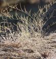 Eriogonum gracile var. gracile
Slender Buckwheat is an annual buckwheat that is native all over the Santa Margarita property. - grid24_24