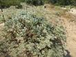 Erogonium giganteum, Giant Buckwheat