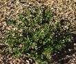 Island manzanita, Arctostaphylos insularis