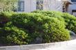Howard McMinn Manzanita as a bedding plant at Cal Poly.