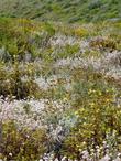 Coastal Sage scrub with Cliff buckwheat, Eriophyllum confertiflorum, Blackberry, Bracken Fern, Coyote Bush, Poison Oak, Coastal Live oak, etc.  