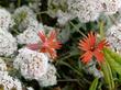 Here is Cliff buckwheat with a Silene laciniata in it.