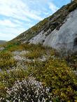 Sticky Monkey Flower in the wild mixed with Cliff buckwheat. Native plants flower all year. - grid24_24