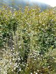 Coffeeberry in the wild mixed with Cliff Buckwheat.