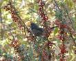 A Wren in Mahonia nevinii, (syn. Berberis nevinii) Nevin's Barberry berries. - grid24_24