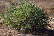 A 4-5 year old Baby Bear Manzanita bush in full sun with no water.