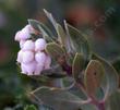 Arctostaphylos glandulosa ssp.crassifolia, Del Mar manzanita flowers - grid24_24