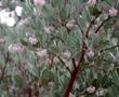 Mexican Manzanita