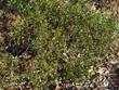 Arctostaphylos Howard McMinn