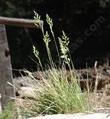 Puccinellia nuttalliana, Nuttall's alkali grass with seed heads - grid24_24