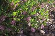 Arctostaphylos Sonoma Manzanita