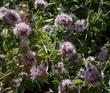 Coyote Mint, Monardella villosa flowers.