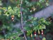 Canyon Gooseberry, Ribes menzesii with a bumblebee.