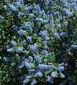 Ceanothus Ray Hartman can be used as a hedge.