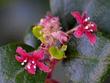 Evergreen  currant  or Catalina perfume  flowers.