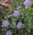 Ceanothus prostratus, Prostrate Mountain Lilac