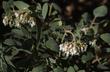 Otay Manzanita,  Arctostaphylos otayensis