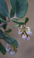 Arctostaphylos canescens flowers.