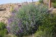 Lupinus albifrons, Silver Bush Lupine