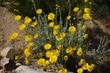 Baileya multiradiata, Desert marigold in flower. - grid24_24