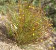 Helianthemum scoparium, Sun Rose.