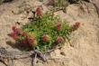 Pedicularis densiflora, Indian Warrior