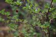 Ribes amarum, Bitter Gooseberry. 