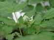 Actaea rubra snakeberry - grid24_24