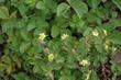 Potentilla glandulosa, Sticky Cinquefoil.