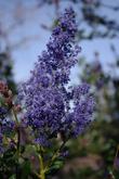The flowers of Ceanothus Ray Hartman.