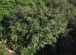 Rhamnus californica, Eve Case coffeeberry in a conventional shopping center garden.