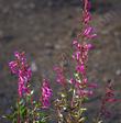 A few plants of the Penstemon clevelandii var connatus,  San Jacinto beardtongue
