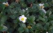 Fragaria chiloensis, Sand Strawberry.