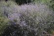 Ceanothus oliganthus oliganthus,  Hairy-Leaf Ceanothus.