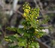 Mahonia pinnata