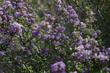 Ceanothus Blue Jeans